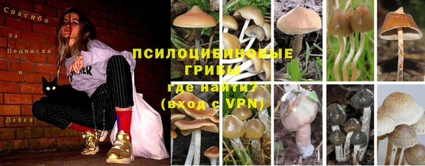 PSILOCYBIN Бородино